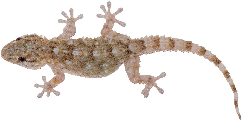 Gordy Gecko